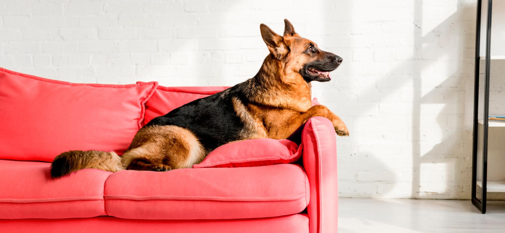 Cachorro da raça Pastor Alemão sentado em sofá vermelho